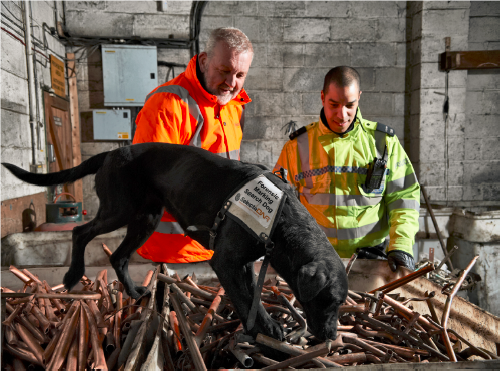 SelectaDNA Canine Detection